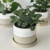 Maceta Cilindro Arena con Plato - comprar online