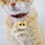 Plaquita de identificación gatito negro - Craft Paws Studio