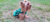 Imagen del carrusel yarkpets