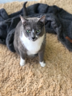MANTA MALAIKA (GRIS)