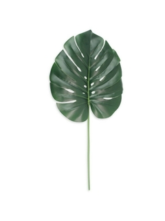 Hoja Monstera. 59846
