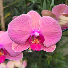 PHALAENOPSIS SALMÃO - comprar online