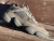 Adidas Yeezy 500 “Clay Brown”