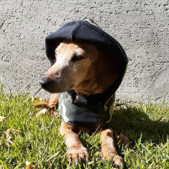 Moletom Camuflado com Capuz removível Confort na internet
