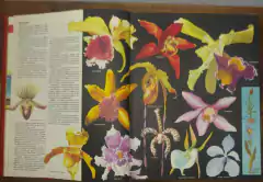 Enciclopédia Conhecer Ilustrada, 1968 - comprar online