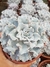 Echeveria Crispate Beauty