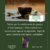Iaso Fit Tea® Té orgánico Premium infusión en sobres + Plan nutricional - tienda en línea