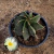 ASTROPHYTUM ORNATUM - CUIA 18
