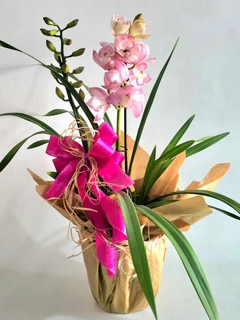 ORQUÍDEA FORMOSA - comprar online