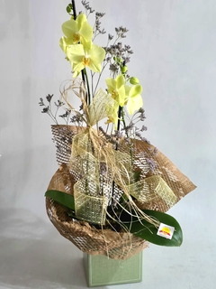 ORQUÍDEA VENEZA - comprar online