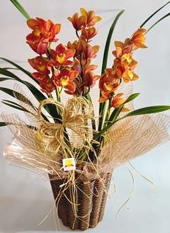 ORQUÍDEA FLORENÇA - comprar online