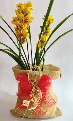 ORQUÍDEA JADE - comprar online