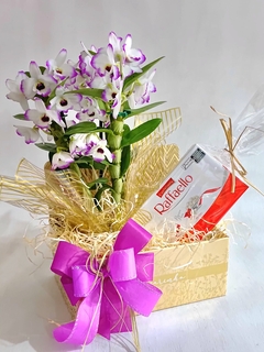 ORQUÍDEA VENEZA - comprar online