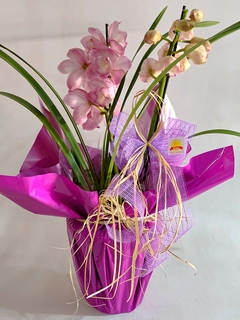 ORQUÍDEA NÁPOLIS - comprar online