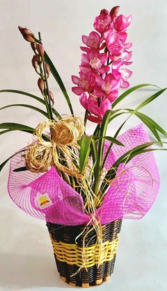 ORQUÍDEA VICENZA - comprar online