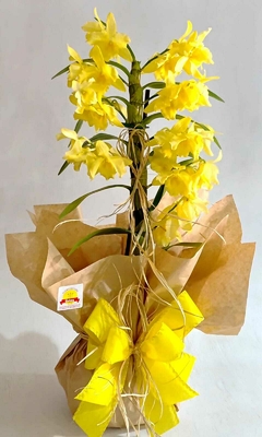 ORQUÍDEA SIDNEY - comprar online