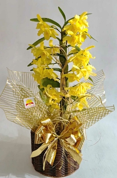 ORQUÍDEA AMARELA - comprar online