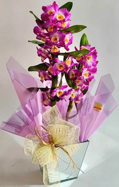 ORQUÍDEA MARSALA - comprar online