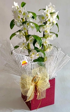 ORQUÍDEA CHANEL - comprar online
