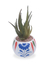 Conjunto Suculenta Arranjo Flor Artificial Escultura Madeira - FlorDecorar