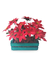 Flor de Natal Arranjo Artificial Caixote Verde Em Madeira - comprar online