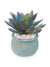 Suculenta Azulada Arranjo Flor Artificial Vaso Kokedama Azul na internet