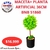 MACETA + PLANTA ARTIFICIAL 36CM BNB 51860
