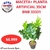 MACETA + PLANTA ARTIFICIAL 35CM BNB 33331