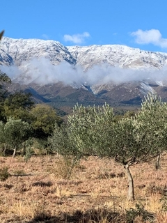 Aceite de Oliva Extra Virgen Organico LUYABA ( Envases de vidrio de 1 lt, 500cc y de 250cc) - Buena Cepa. Mercado de Vinos