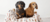 Carrusel DAS PERROS FELICES