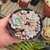 Graptoveria Milk Way