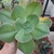 Echeveria Big Red - comprar online