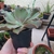 Echeveria Takasago no Okina na internet