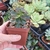 Echeveria Melaco - comprar online