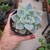 Echeveria White Gilva