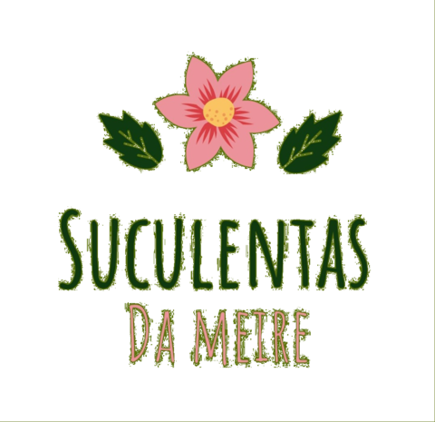 Suculentas da Meire