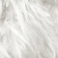 Empapelado Plumas - comprar online