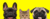 Banner rotativo 1