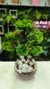 Arranjo Bonsai Verde Claro Toque Real - 40cm