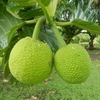 Fruta Pão