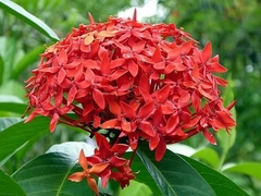 Ixora
