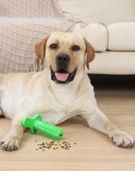 Mordedor e Escova de dentes