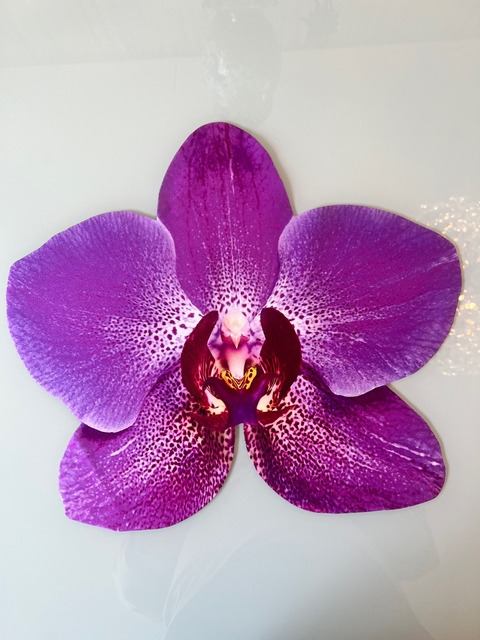 Lugar Americano Orquídea Lilás