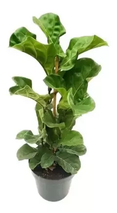 FICUS PANDURATA