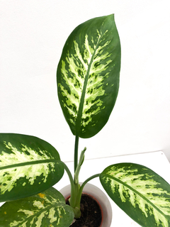 TROPIC - comprar online