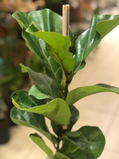 FICUS PANDURATA - comprar online