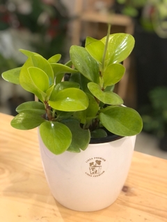 PEPEROMIA LEMON