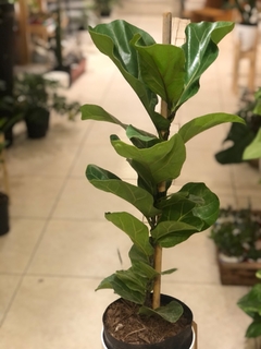 FICUS PANDURATA en internet