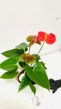 ANTHURIUM #15 - comprar online