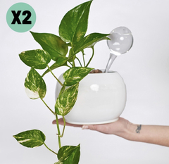 GOTA DE RIEGO chica - DEL PASEO PLANTAS